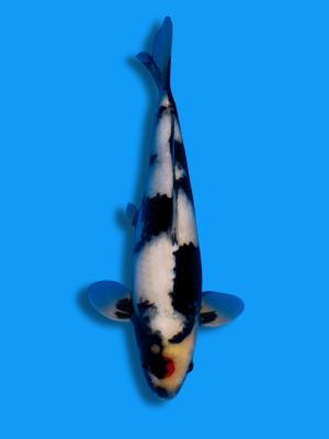 Tancho Showa | Koi&Co.